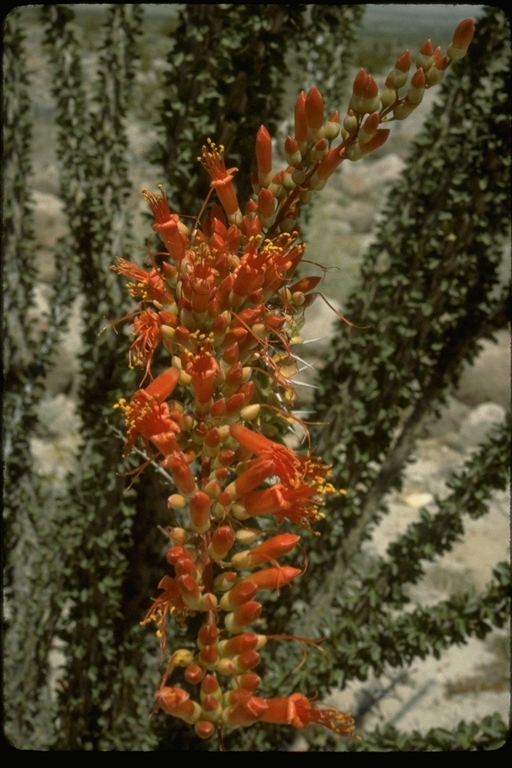 Imagem de Fouquieria splendens Engelm.