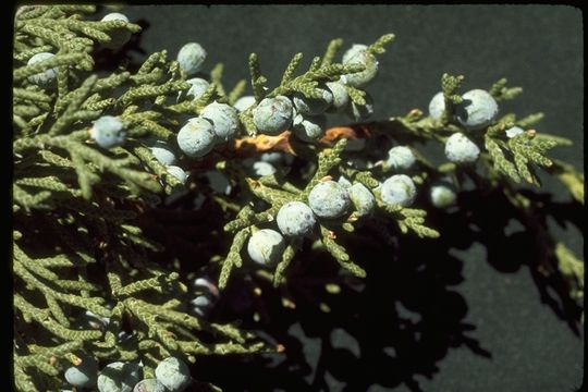 Image of Bigberry Juniper