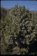 Sivun Juniperus californica Carrière kuva