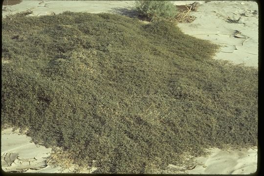 Image of California caltrop