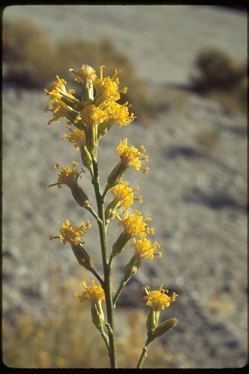 Image of California broomsage