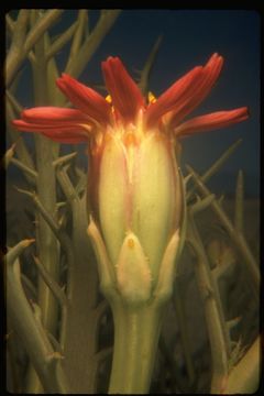 Image of Mojave hole-in-the-sand plant