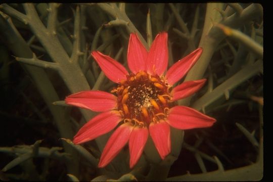 Image of Mojave hole-in-the-sand plant