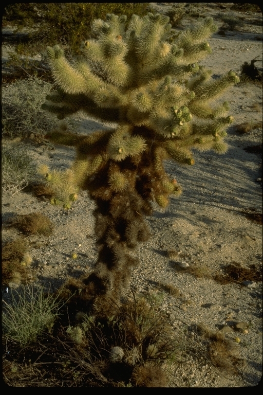 Image of teddybear cholla