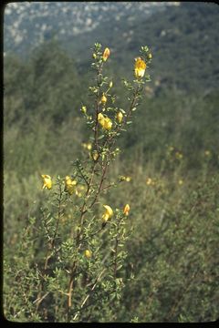 Image of snapdragon penstemon