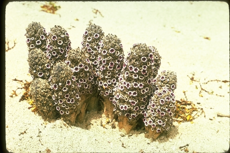 Image of desert christmas tree