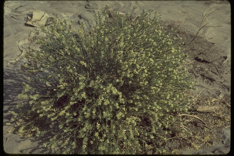 Image of Thurber's sandpaper plant