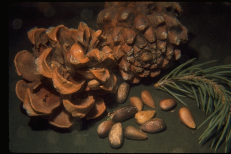 Image of singleleaf pinyon