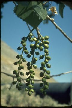 Image of Fremont cottonwood