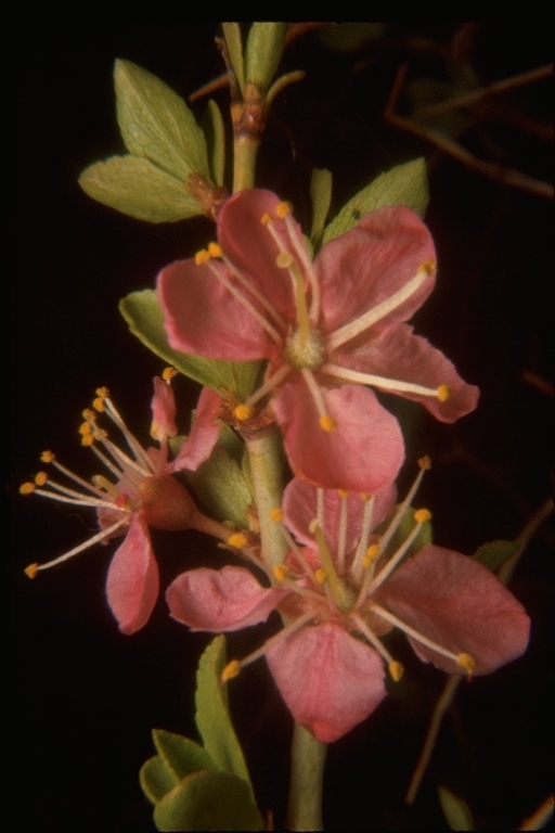 Imagem de Prunus andersonii Gray