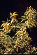 Image of screwbean mesquite