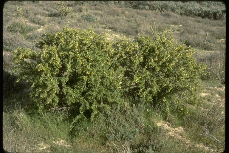 Image of rock gooseberry