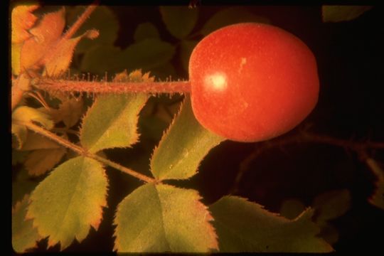 Image of dwarf rose