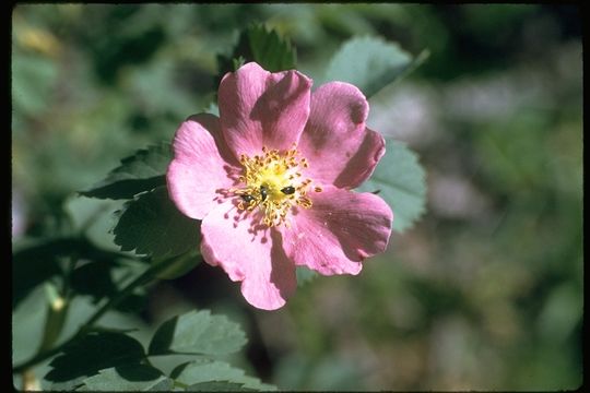 Image of dwarf rose