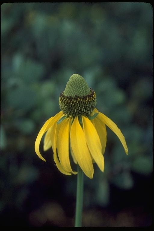 Rudbeckia californica A. Gray的圖片