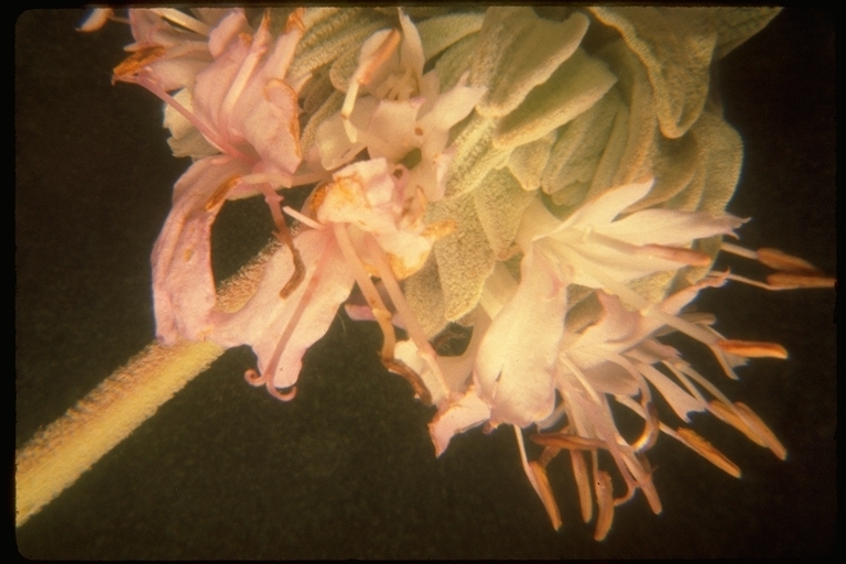 Imagem de Salvia leucophylla Greene
