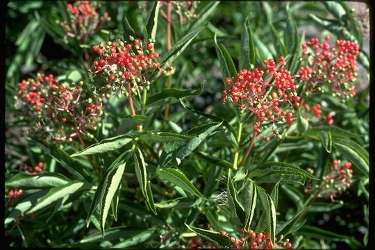 Image of Red-berried Elder