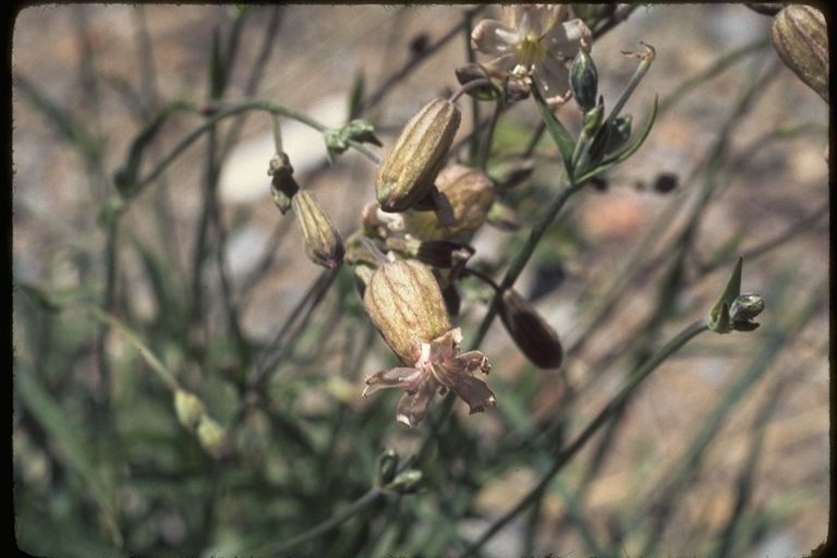 صورة Silene douglasii Hook.