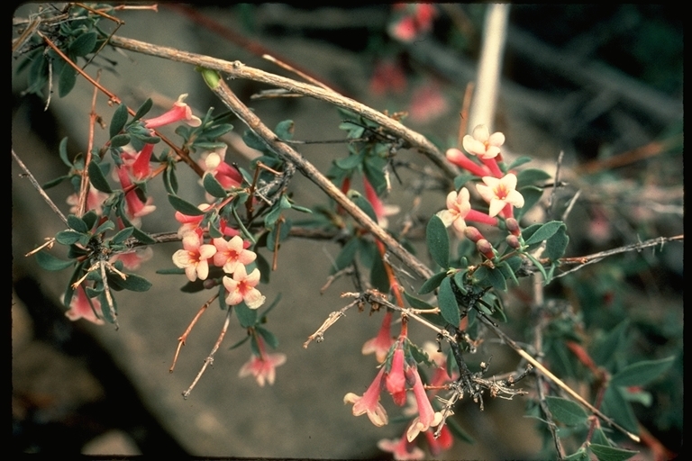 Image of desert snowberry