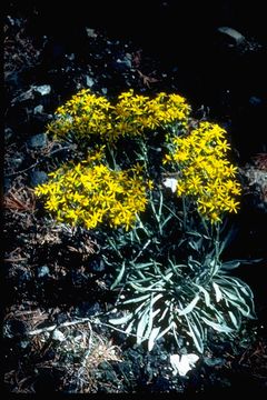 Image of Siskiyou Mountain Groundsel