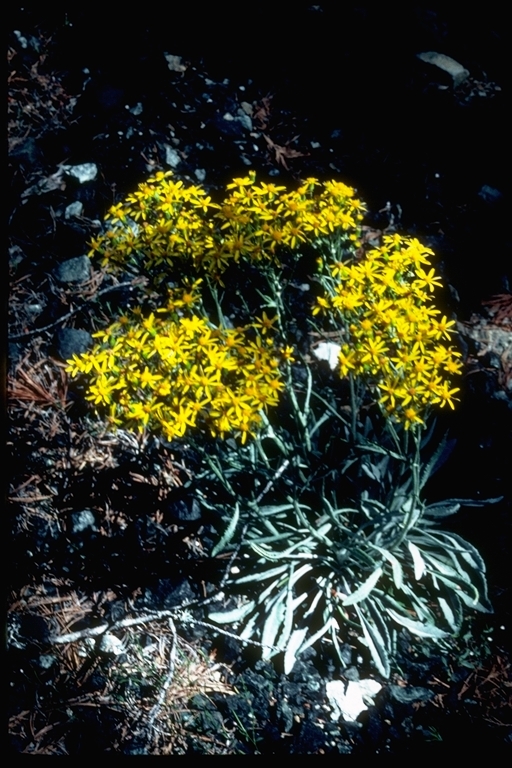 Image of Siskiyou Mountain Groundsel