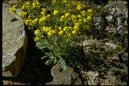 Image of lobeleaf groundsel