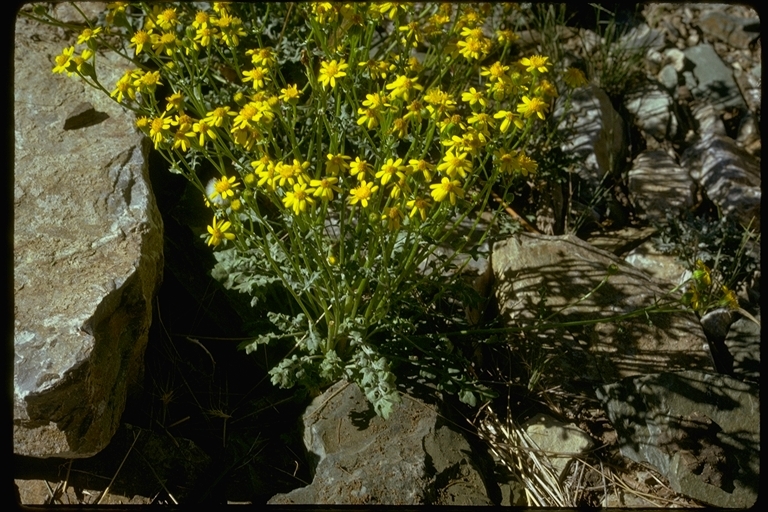 Image of lobeleaf groundsel