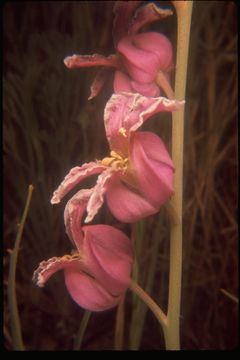 Image of bristly jewelflower