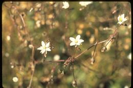 Слика од Spergula maxima Weihe