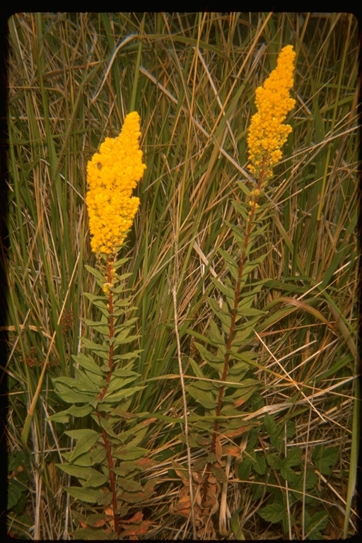 Image of Canada goldenrod
