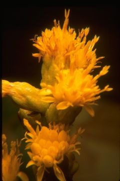 Image of Coast Goldenrod