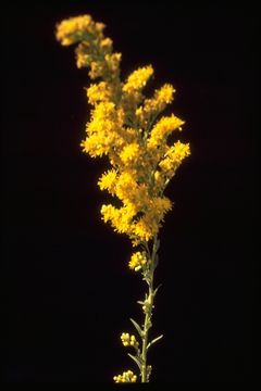 Image of California goldenrod