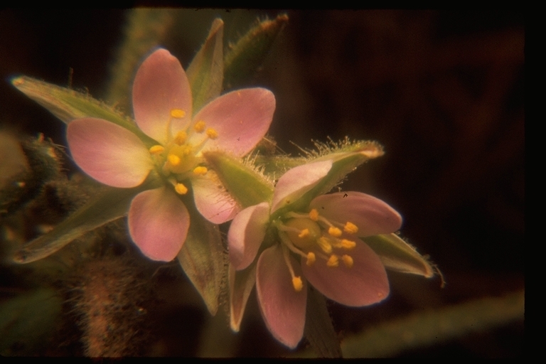 Image of sticky sandspurry