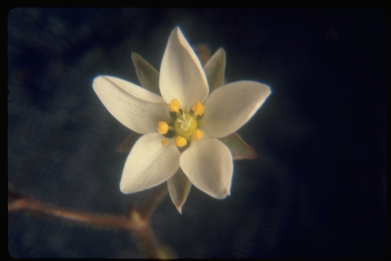 Image of Spergula maxima Weihe