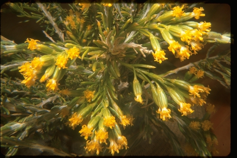 Sivun Tetradymia glabrata Torr. & A. Gray kuva