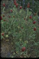 Image of crimson clover