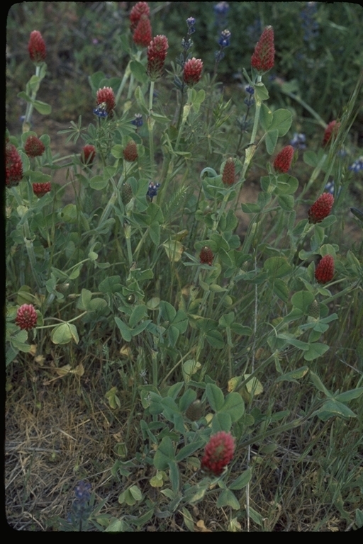 Image of crimson clover