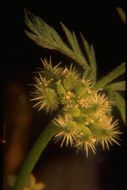 Image of knotted hedgeparsley