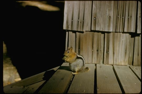 Image of golden-mantled ground squirrel