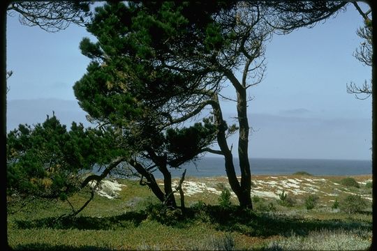 Image of Cedros Island Pine