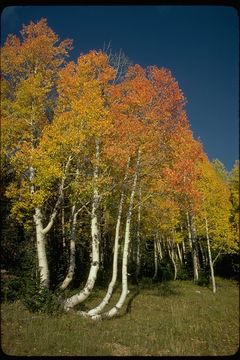 Image of quaking aspen