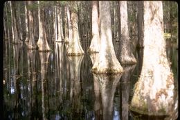 Image of Bald Cypress