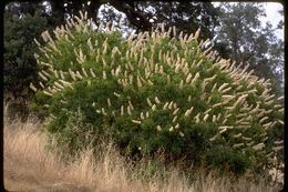 Aesculus californica (Spach) Nutt. resmi