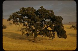 Image of California Live Oak