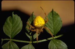 Image of Cat-Faced Spider