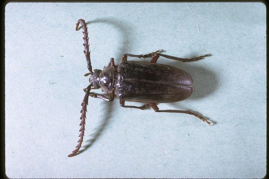 Image of California Root Borer