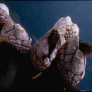 Image of goose-necked barnacle