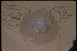 Image of true jellyfish