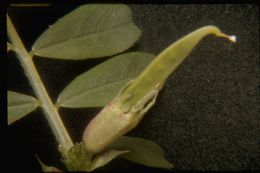 Image of Common Vetch