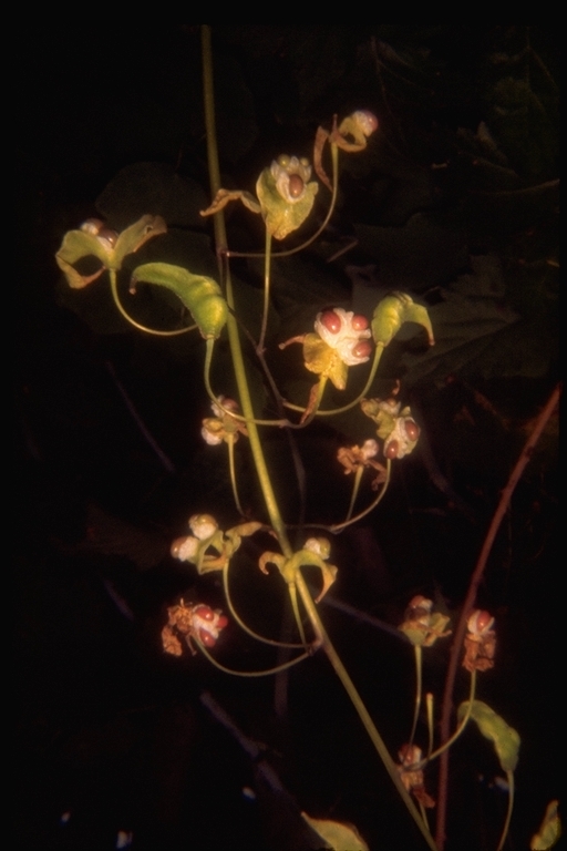 Image of White inside-out-flower